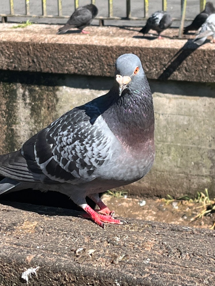 Pigeon, sitting on a wall